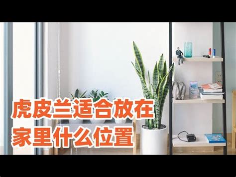 虎尾蘭可以放房間嗎|【室內植物指南】虎尾蘭可放在房間嗎？4種適合擺在。